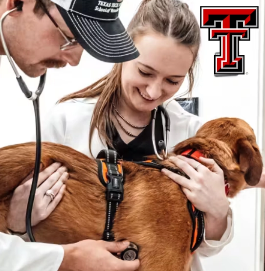ttu_vetschool2.webp